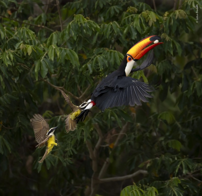 Photograph: Julius Dadalti/Wildlife photographer of the year 2026