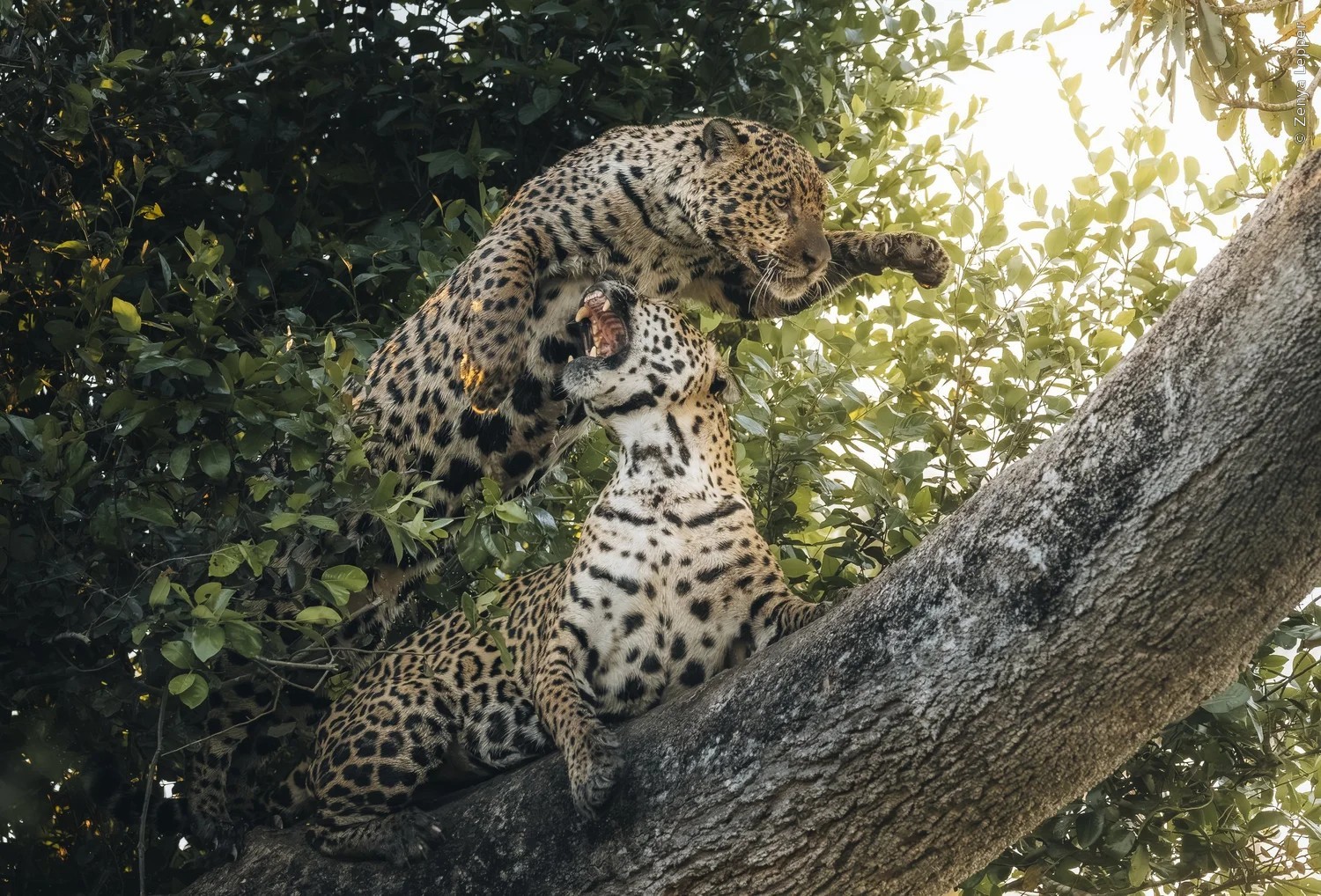 Photograph: Zenya Lepper/Wildlife photographer of the year 2026