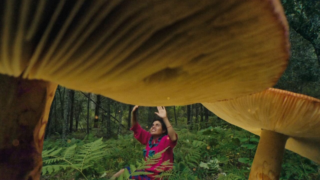 Hunting for Mushrooms