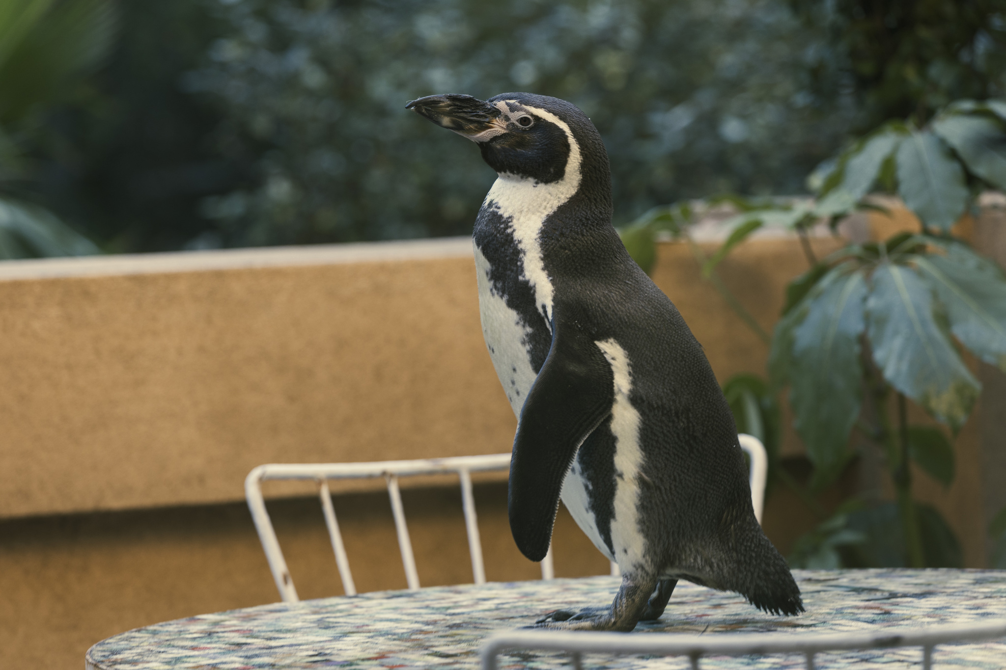 The Penguin Lessons 8