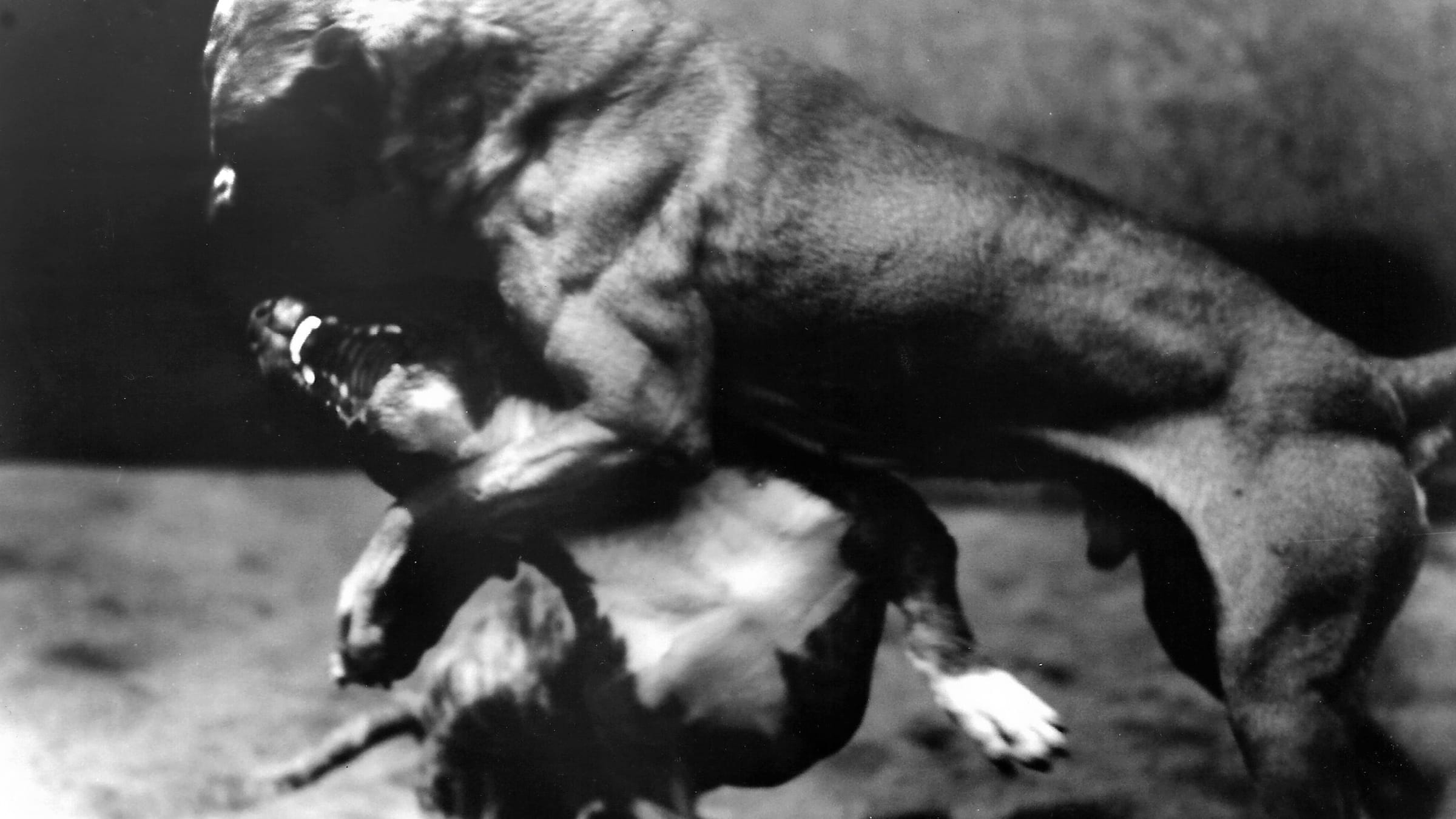 Dog fight