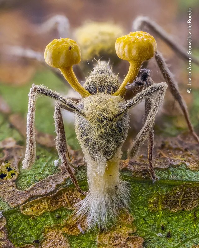 Photograph: Javier Aznar González de Rueda/Wildlife photographer of the year 2026