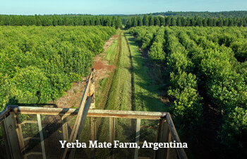 Yerba plantation 