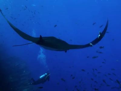 The Last Dive 2025 1