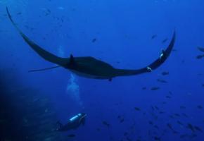 The Last Dive 2025 1
