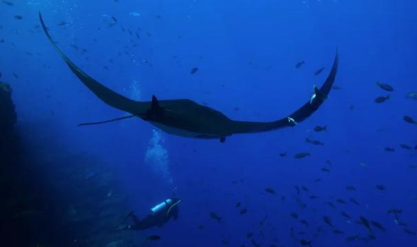 The Last Dive 2025 1